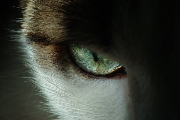 close-up-photo-of-cat-s-eye-3324591